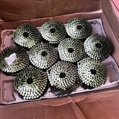 【セット】カラーN釘 WRN75 建築用 ワイヤ連結釘 75mm の画像