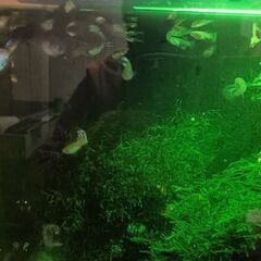 【5匹セット】グッピー+α【産まれたて】の画像