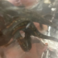 沖縄県内CB個体通常個体シリケンイモリ1ペア
差し上げます1名限定の画像