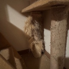 キャットタワーの画像