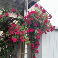 つるバラの画像