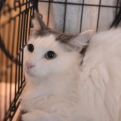 グレー白　長毛　2歳