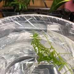 MIX金魚の稚魚④ 10匹の画像