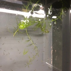 MIX金魚の稚魚④ 10匹の画像