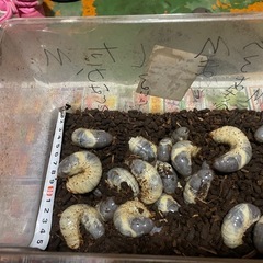 カブトムシ幼虫（3令幼虫）の画像