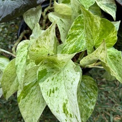 観葉植物　フィロデンドロン  ポトス　斑入り
の画像