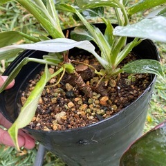 観葉植物　フィロデンドロン  ポトス　斑入り
の画像