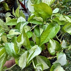 観葉植物　フィロデンドロン  ポトス　斑入り
の画像