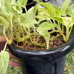 観葉植物　フィロデンドロン  ポトス　斑入り
の画像