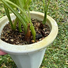 観葉植物　　クワズイモ　白斑&黄斑　の画像