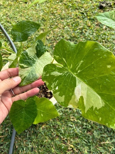 観葉植物　　クワズイモ　白斑&黄斑　