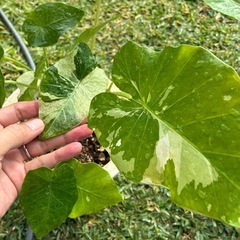 観葉植物　　クワズイモ　白斑&黄斑　の画像