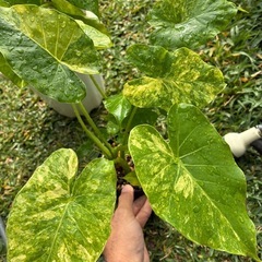 観葉植物　　クワズイモ　白斑&黄斑　の画像