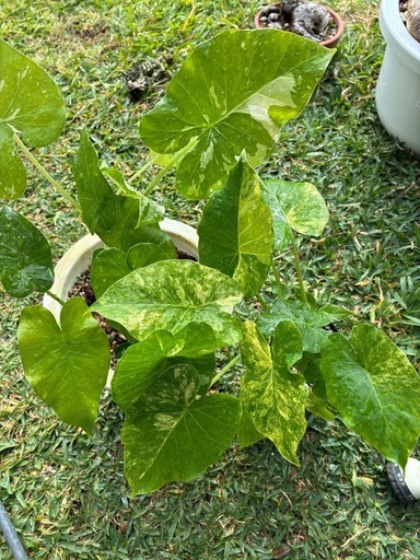 観葉植物　　クワズイモ　白斑&黄斑　