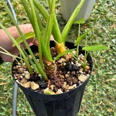 観葉植物　　クワズイモ　白斑&黄斑　の画像