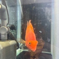 パープルパロット　熱帯魚の画像