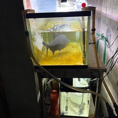 レッドコロソマ大急ぎ引き取りの画像