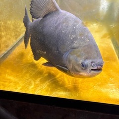 レッドコロソマ大急ぎ引き取りの画像