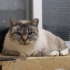 野良猫保護　メス2歳(避妊済)