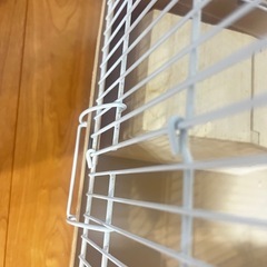 ハリネズミ　飼育セットの画像