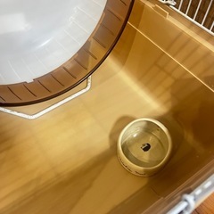 ハリネズミ　飼育セットの画像