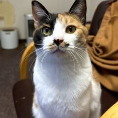 【秋／アキ♀】人懐っこくて綺麗な三毛猫さん