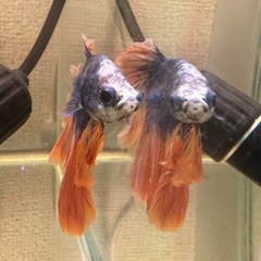 19.ハーフムーン♂ マルチカラーの画像