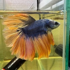 19.ハーフムーン♂ マルチカラーの画像