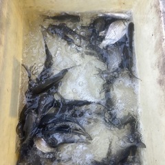 　鮒　フナ　生体　ヘラブナ　ニゴロブナ　ゲンゴロウブナの画像