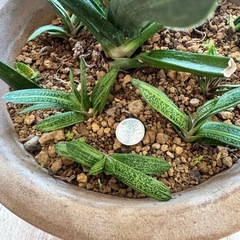 ガステリア ドラゴンスキン 多肉の画像