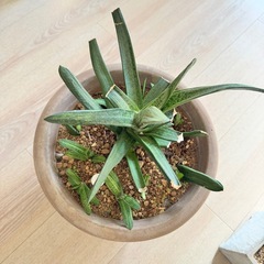 ガステリア ドラゴンスキン 多肉の画像