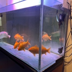 ガラス水槽の画像