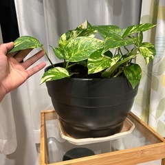 高品質のセラミック鉢に入ったポトス。の画像