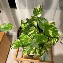 高品質のセラミック鉢に入ったポトス。の画像