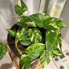 高品質のセラミック鉢に入ったポトス。の画像