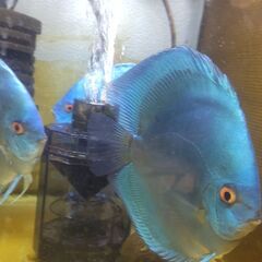 ディスカス ブルーダイヤ 14~13cm 3匹セットの画像