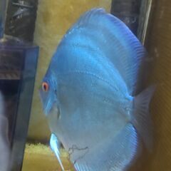 ディスカス ブルーダイヤ 14~13cm 3匹セットの画像