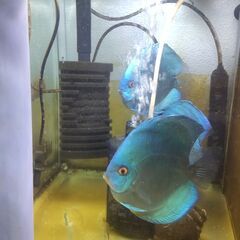 ディスカス ブルーダイヤ 14~13cm 3匹セットの画像