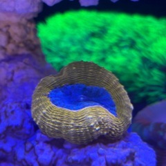 【サンゴ】マルハナガタサンゴ オレンジ 5cmぐらい の画像