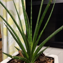 陶器の鉢植えのサンセベリアの画像