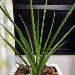 陶器の鉢植えのサンセベリアの画像