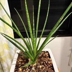 陶器の鉢植えのサンセベリアの画像