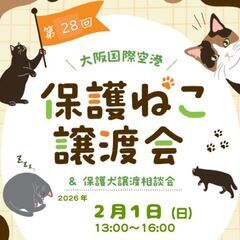 大阪国際空港✈保護ねこ譲渡会