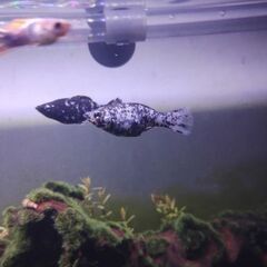 モーリー5匹の画像