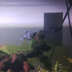 モーリー5匹の画像