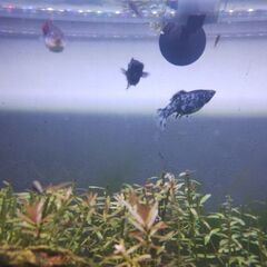 モーリー5匹の画像