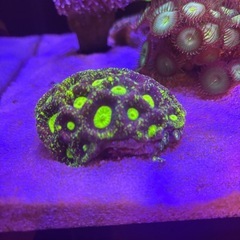 【サンゴ】 高発色 キクメイシ パープル×グリーンイエロー 7cmの画像