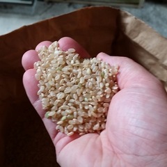 2025年産　コシヒカリ玄米　30kgの画像