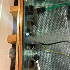 インペリアルゼブラプレコ　　7cm〜の画像