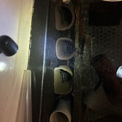 インペリアルゼブラプレコ　　7cm〜の画像